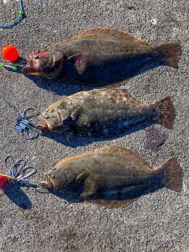 ヒラメの釣果