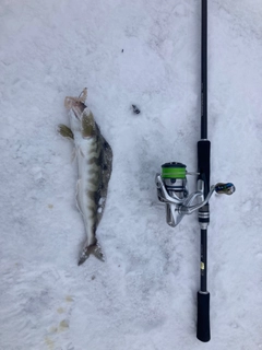 ホッケの釣果