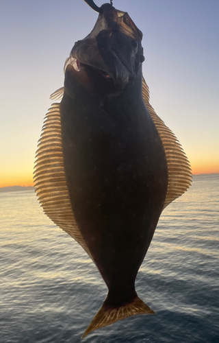 ヒラメの釣果