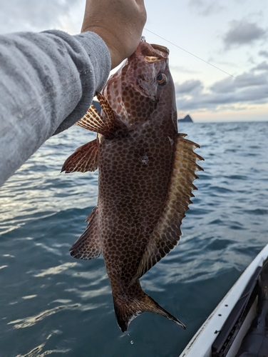 オオモンハタの釣果