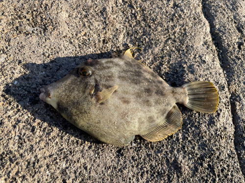 カワハギの釣果