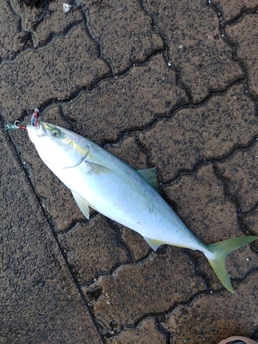 ハマチの釣果