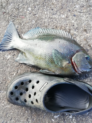 オキナメジナの釣果