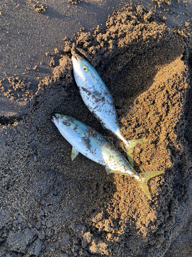 イナダの釣果