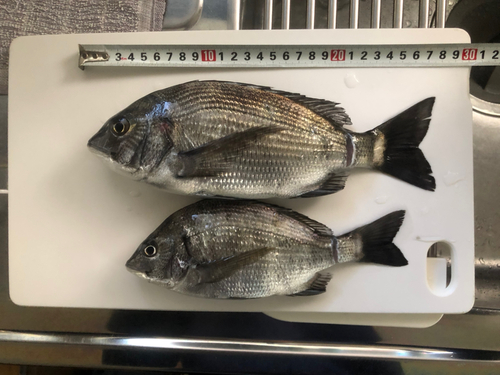 クロダイの釣果