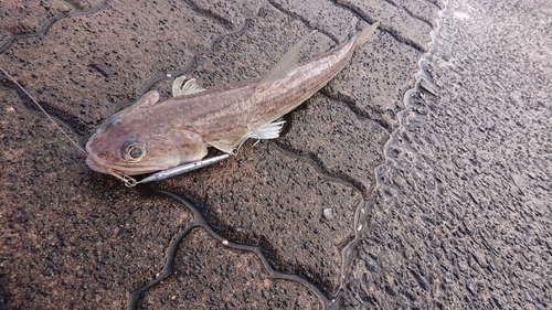 サゴシの釣果