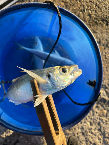 マアジの釣果