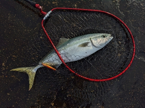 ハマチの釣果