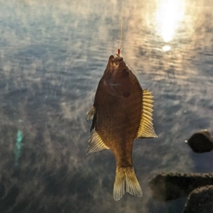 ブルーギルの釣果