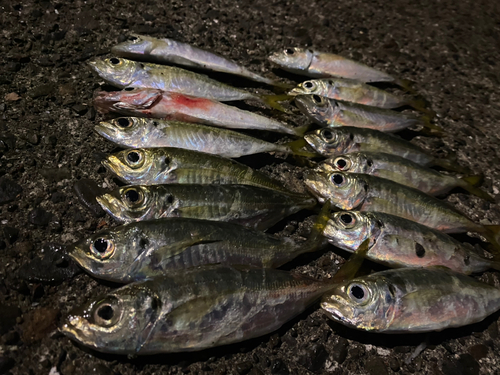 アジの釣果