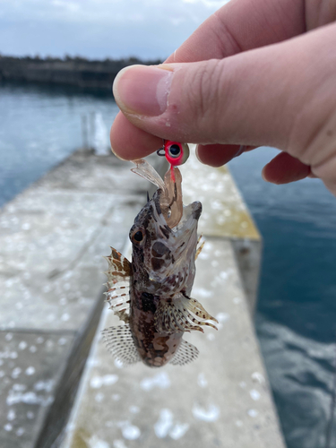 アナハゼの釣果