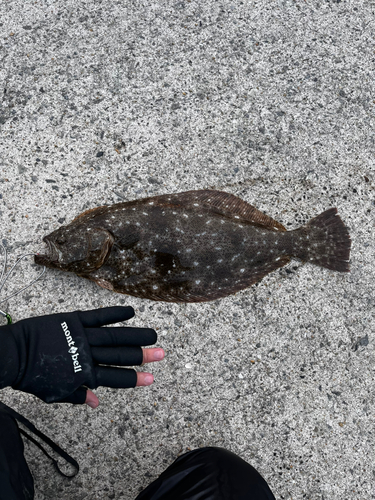 ヒラメの釣果