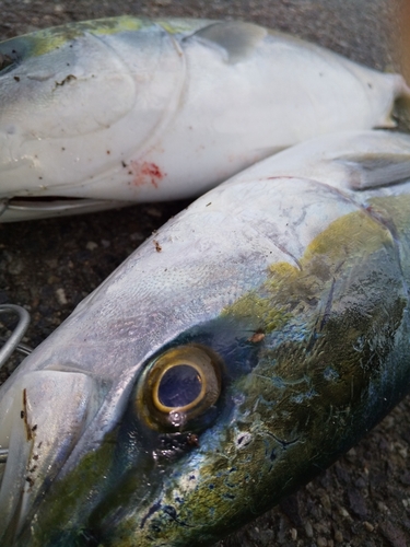 ハマチの釣果