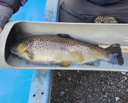 ブラウントラウトの釣果