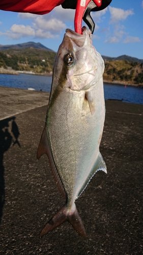 カンパチの釣果