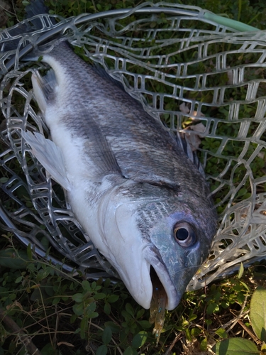 キビレの釣果