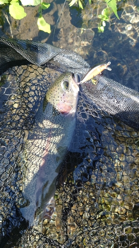 ニジマスの釣果