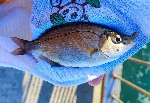 ウミタナゴの釣果