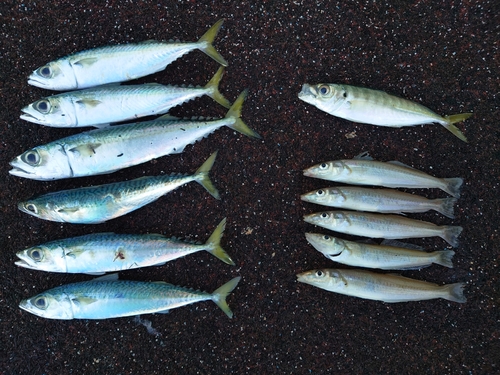 シロギスの釣果