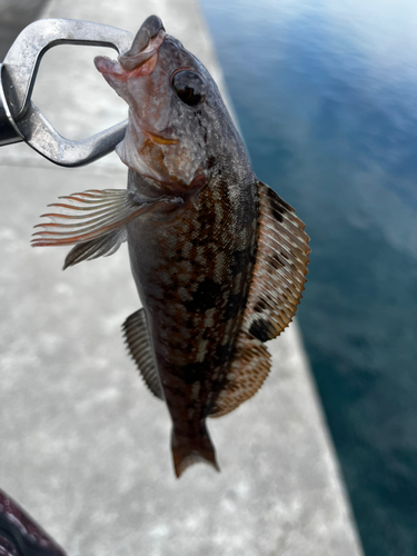 アイナメの釣果