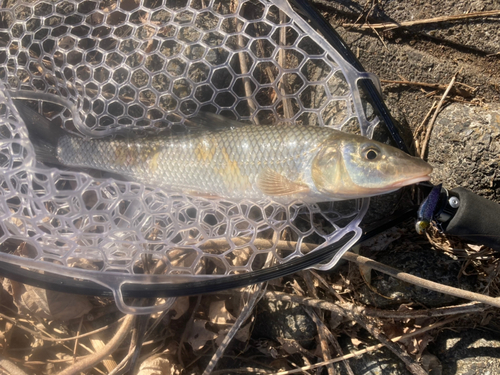 ニゴイの釣果