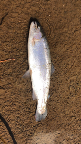 ニジマスの釣果