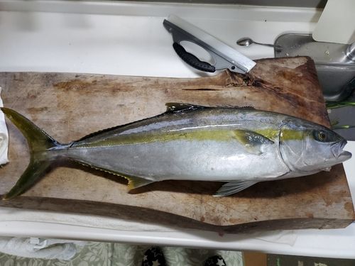 ヒラマサの釣果