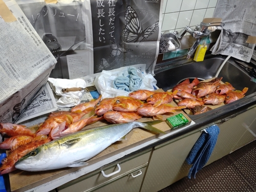 アヤメカサゴの釣果