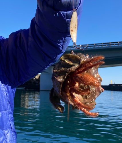 カニの釣果