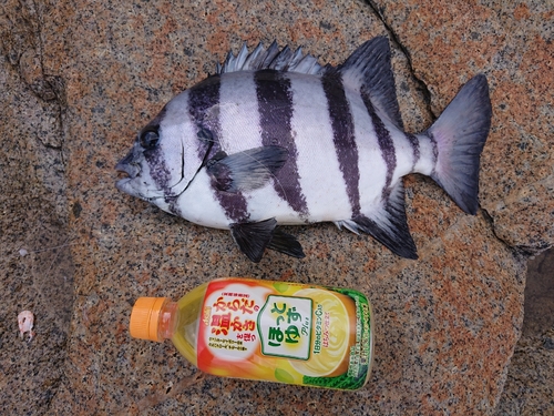 イシダイの釣果