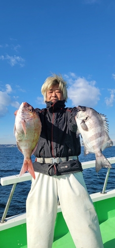 マダイの釣果