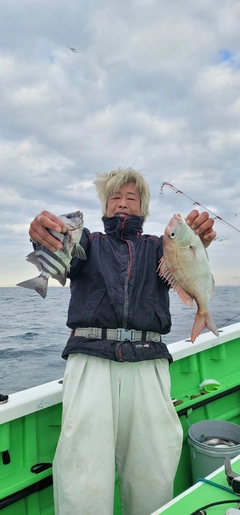 マダイの釣果