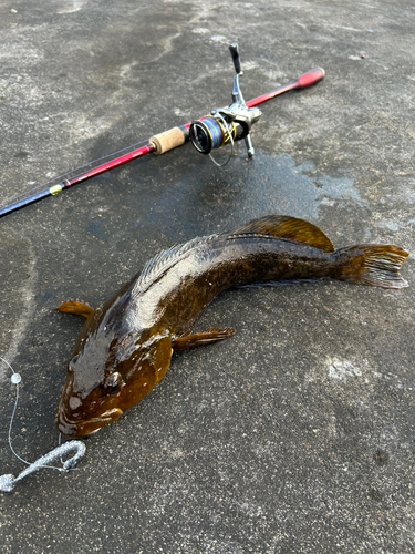 アイナメの釣果