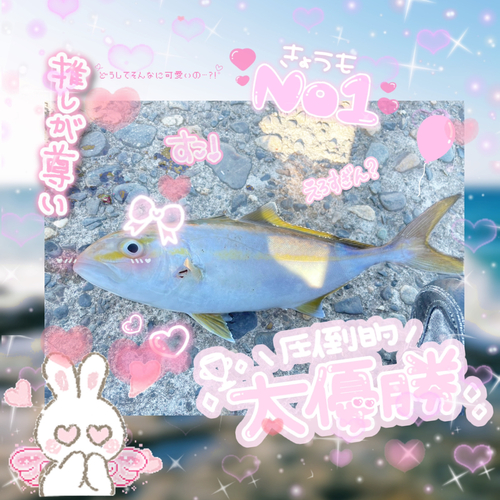 カンパチの釣果