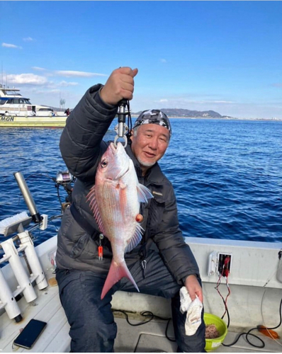 マダイの釣果