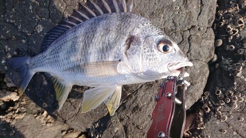 キビレの釣果