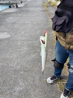 エソの釣果