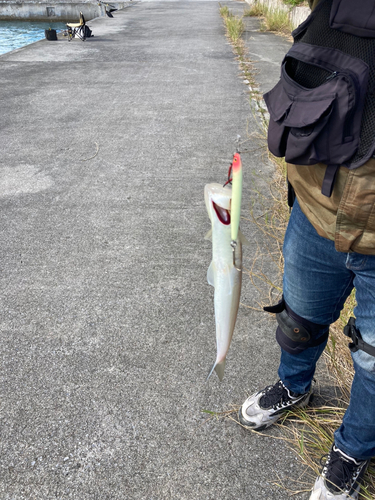 エソの釣果