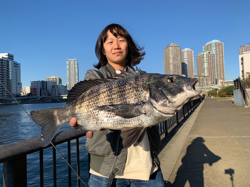 クロダイの釣果