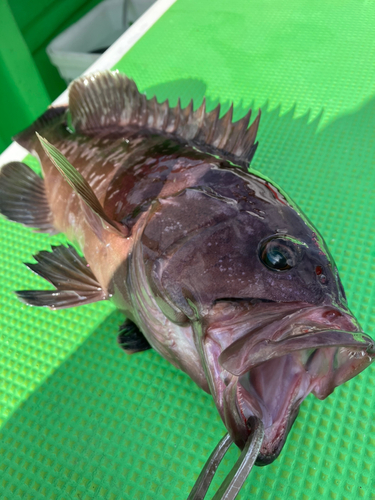 マハタの釣果