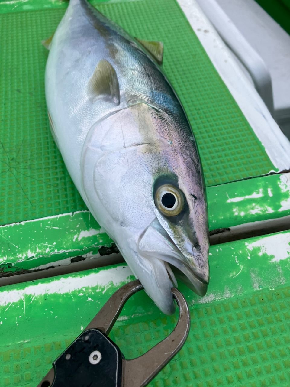 ゆ～ごさんの釣果 2枚目の画像