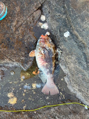 ブダイの釣果