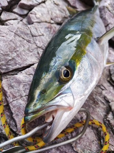 ヤズの釣果