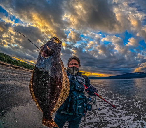 ヒラメの釣果