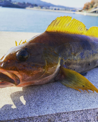 アイナメの釣果