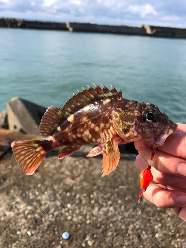 カサゴの釣果