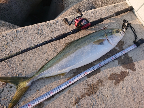 メジロの釣果