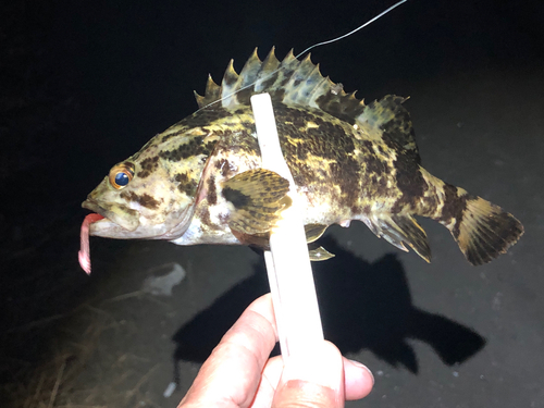 タケノコメバルの釣果