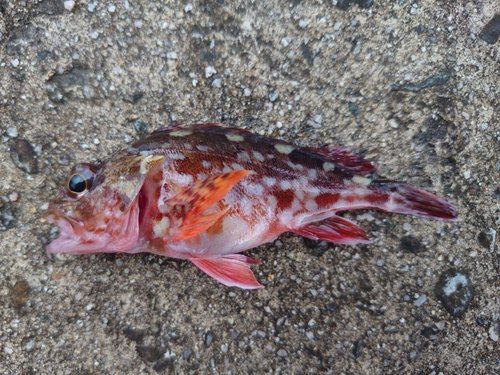 カサゴの釣果