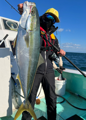 ハマチの釣果